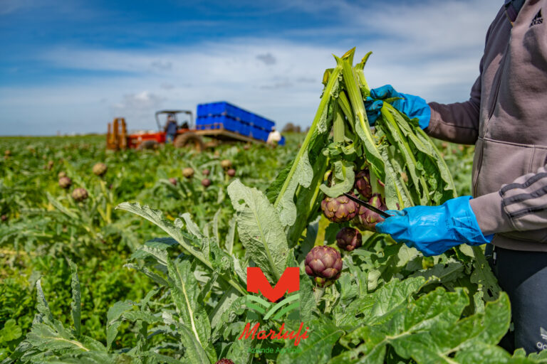 Aziende Agricole Martufi