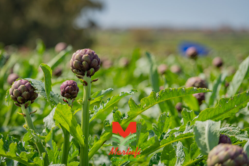 Aziende Agricole Martufi