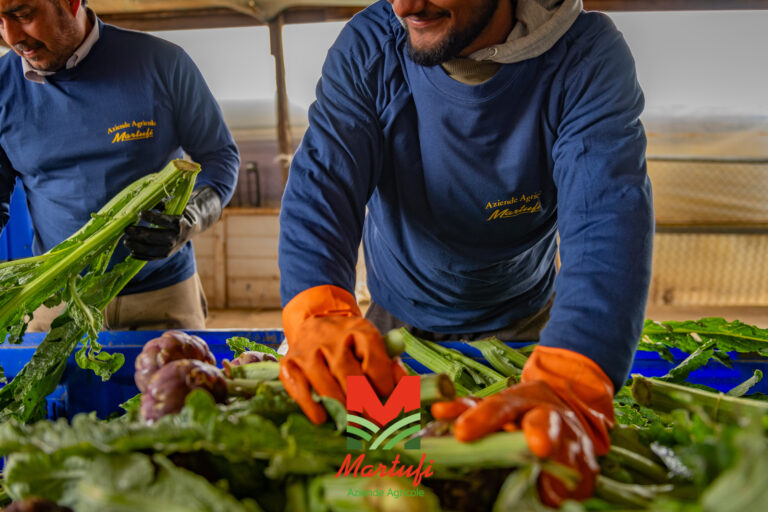 Aziende Agricole Martufi